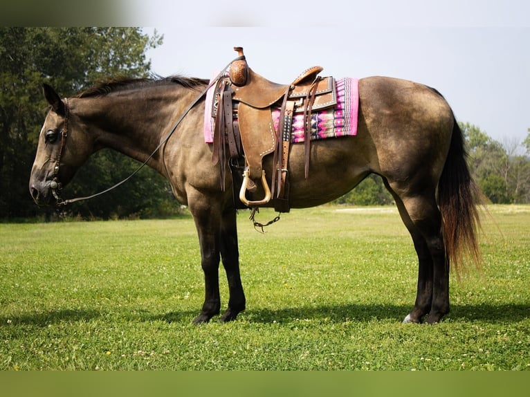 American Quarter Horse Giumenta 11 Anni 152 cm Pelle di daino in Battle Creek American Quarter Horse Giumenta 11 Anni 152 cm Pelle di daino in Battle Creek