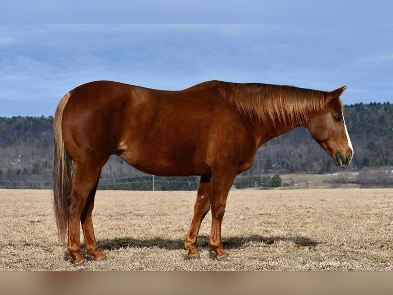 American Quarter Horse Giumenta 11 Anni 152 cm Sauro ciliegia in Rebersburg, PA