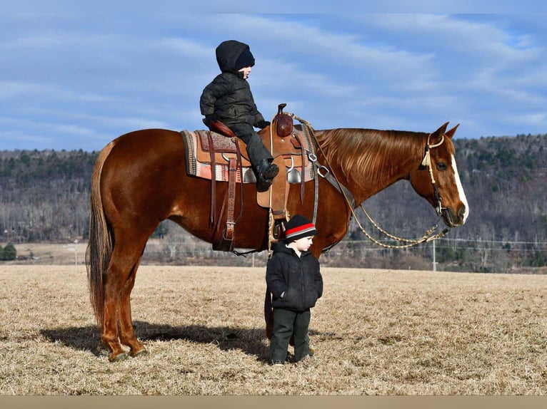 American Quarter Horse Giumenta 11 Anni 152 cm Sauro ciliegia in Rebersburg, PA