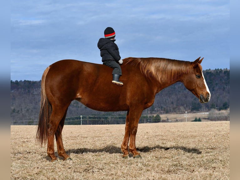 American Quarter Horse Giumenta 11 Anni 152 cm Sauro ciliegia in Rebersburg, PA