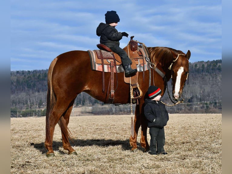 American Quarter Horse Giumenta 11 Anni 152 cm Sauro ciliegia in Rebersburg, PA