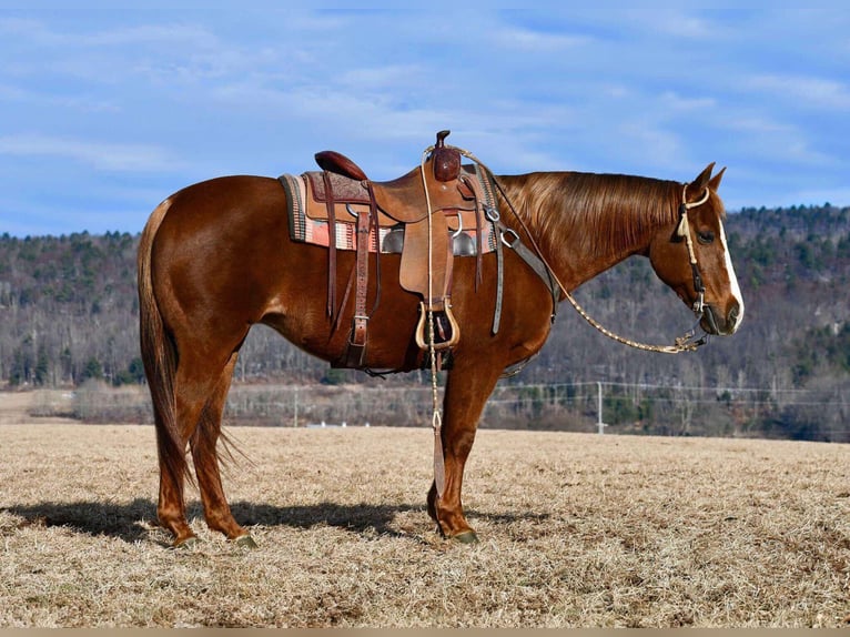 American Quarter Horse Giumenta 11 Anni 152 cm Sauro ciliegia in Rebersburg, PA