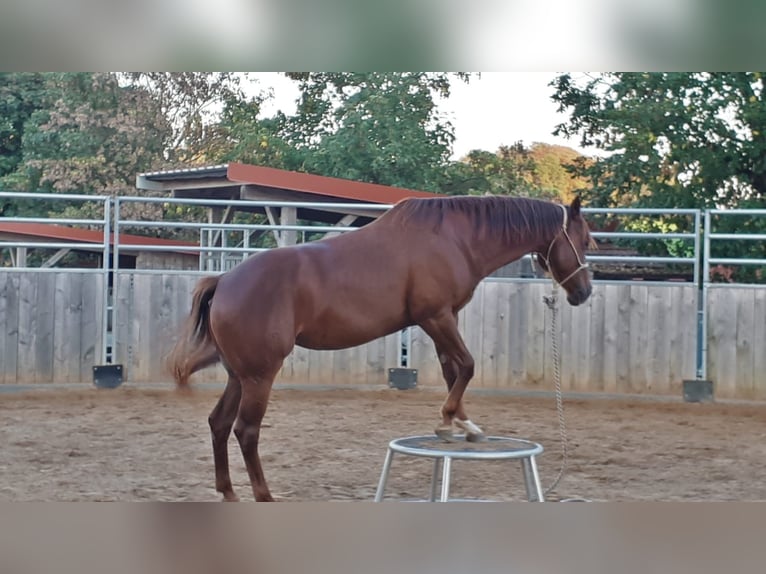 American Quarter Horse Giumenta 11 Anni 152 cm Sauro in Kochel am See