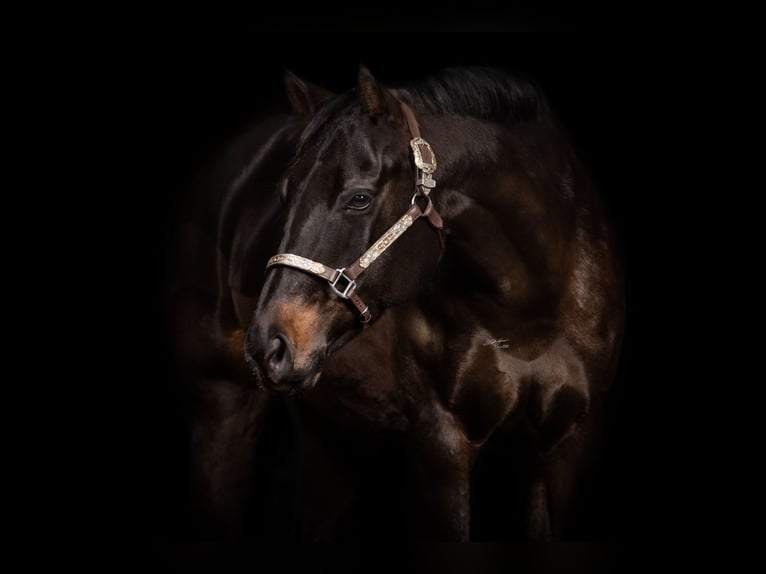 American Quarter Horse Giumenta 11 Anni 154 cm Baio in Walldorf