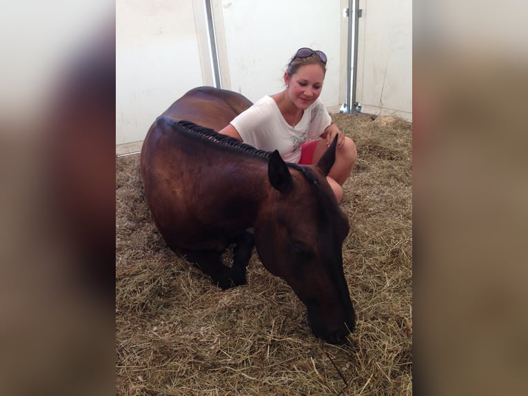 American Quarter Horse Giumenta 11 Anni 154 cm Baio in Walldorf