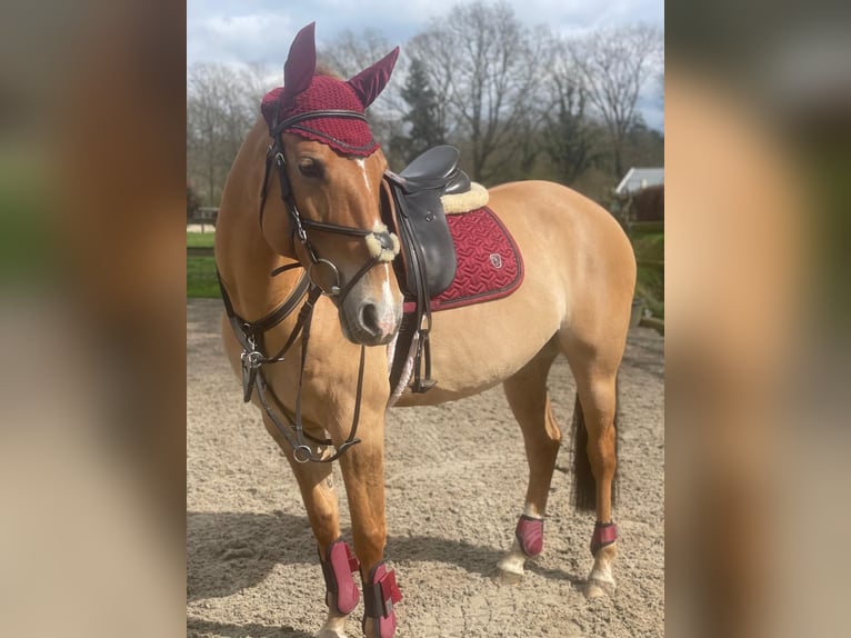 American Quarter Horse Giumenta 11 Anni 154 cm Baio chiaro in Oldenzaal