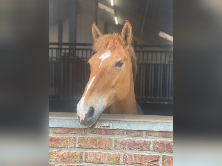 American Quarter Horse Giumenta 11 Anni 154 cm Baio chiaro in Oldenzaal