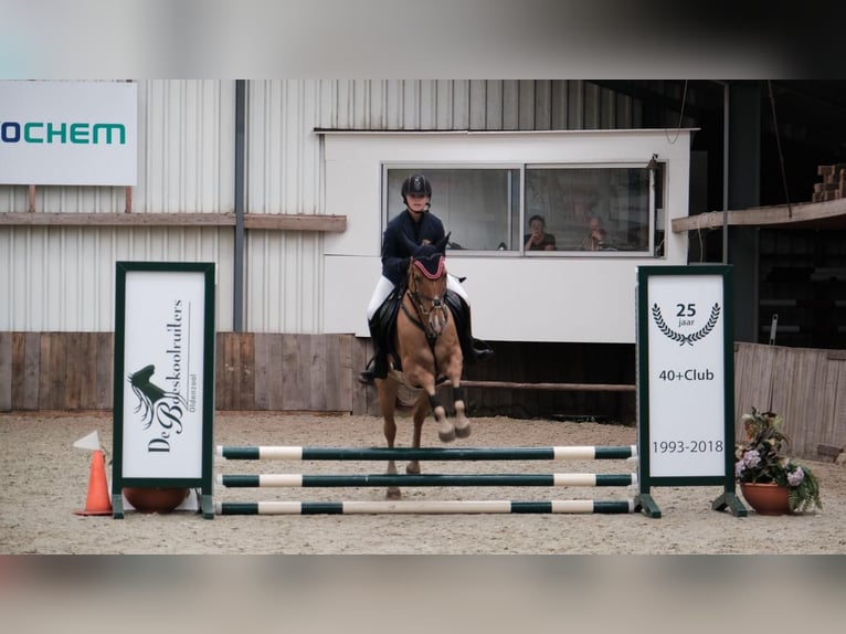 American Quarter Horse Giumenta 11 Anni 154 cm Baio chiaro in Oldenzaal