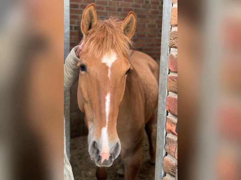 American Quarter Horse Giumenta 11 Anni 154 cm Baio chiaro in Oldenzaal