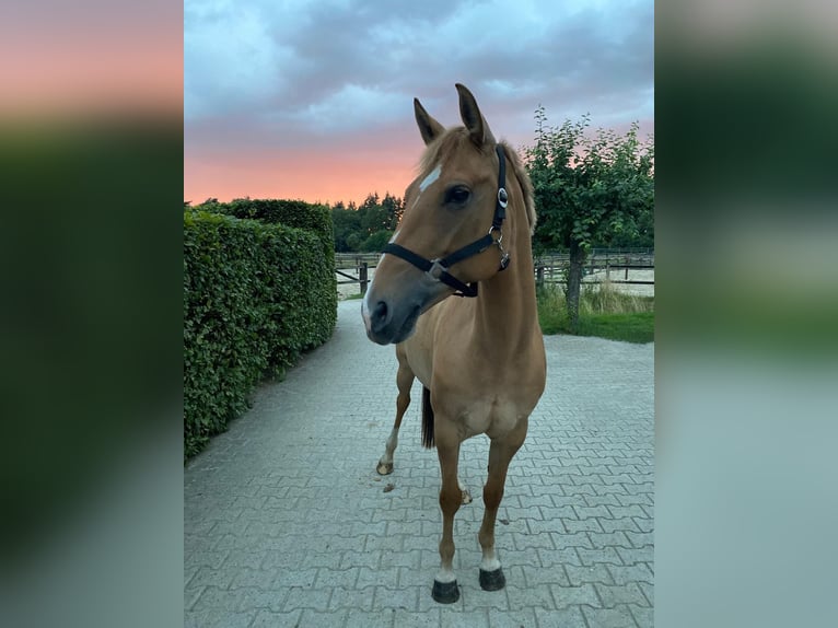 American Quarter Horse Giumenta 11 Anni 154 cm Baio chiaro in Oldenzaal