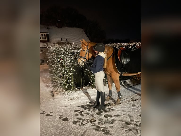 American Quarter Horse Giumenta 11 Anni 154 cm Baio chiaro in Oldenzaal