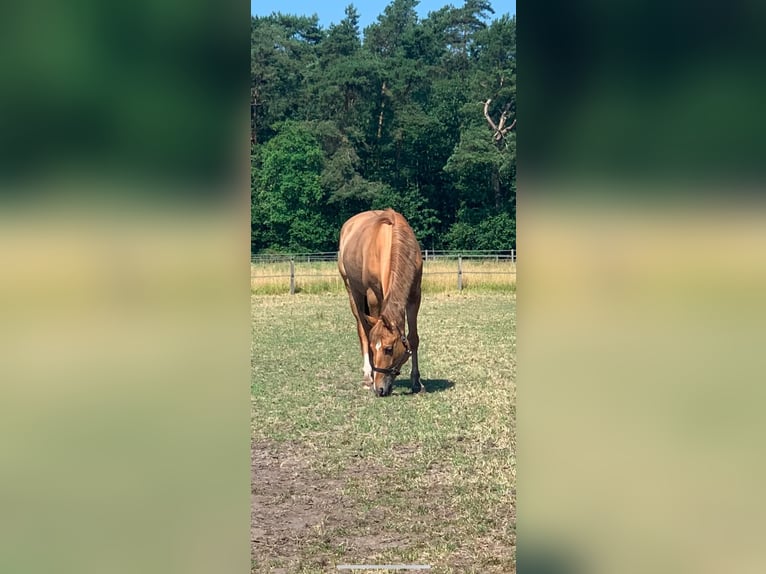 American Quarter Horse Giumenta 11 Anni 154 cm Baio chiaro in Oldenzaal