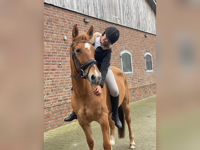 American Quarter Horse Giumenta 11 Anni 154 cm Baio chiaro in Oldenzaal