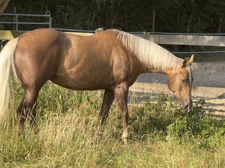 American Quarter Horse Giumenta 11 Anni 154 cm Palomino in Haan