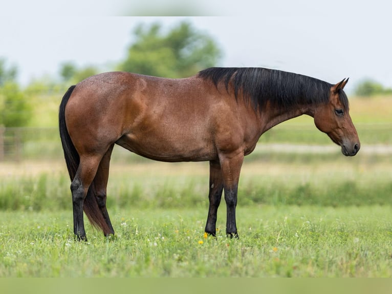 American Quarter Horse Giumenta 11 Anni 155 cm Baio roano in Granbury TX