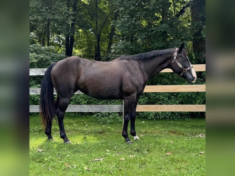 American Quarter Horse Giumenta 11 Anni 155 cm Morello in Granby, CT