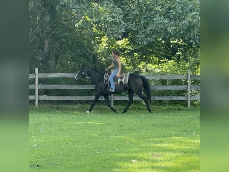 American Quarter Horse Giumenta 11 Anni 155 cm Morello in Granby, CT