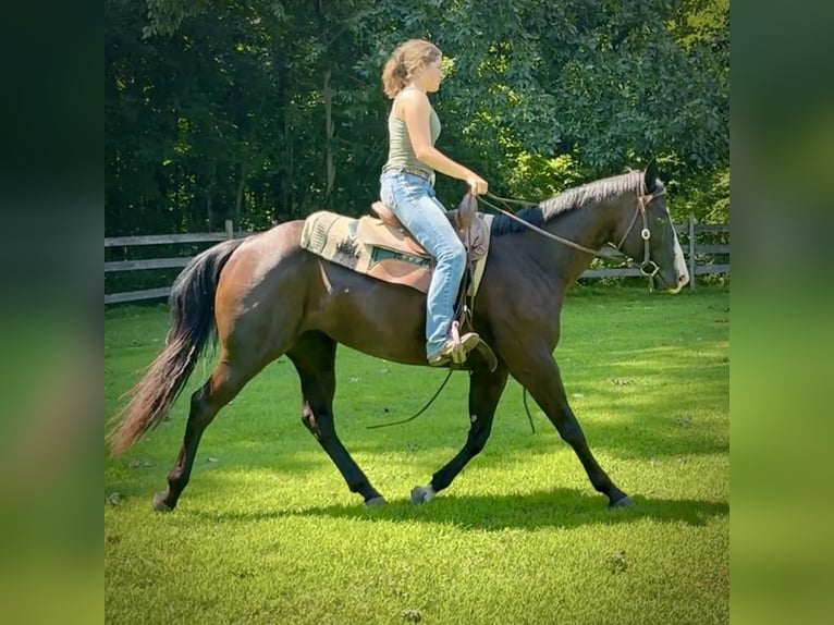 American Quarter Horse Giumenta 11 Anni 155 cm Morello in Granby, CT