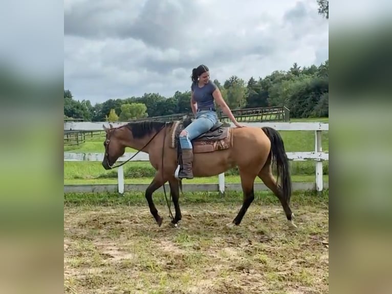 American Quarter Horse Giumenta 11 Anni 155 cm Pelle di daino in Granby, CT