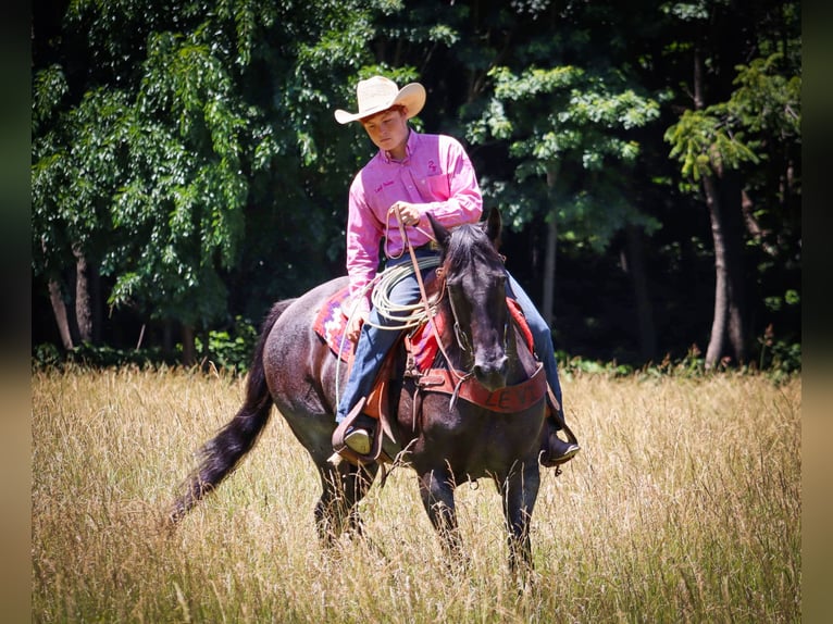 American Quarter Horse Giumenta 11 Anni 155 cm Roano blu in Culleoka, TN