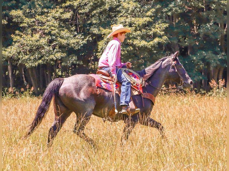 American Quarter Horse Giumenta 11 Anni 155 cm Roano blu in Culleoka, TN