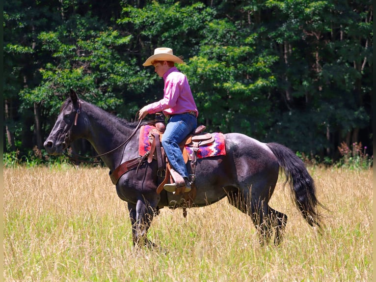 American Quarter Horse Giumenta 11 Anni 155 cm Roano blu in Culleoka, TN