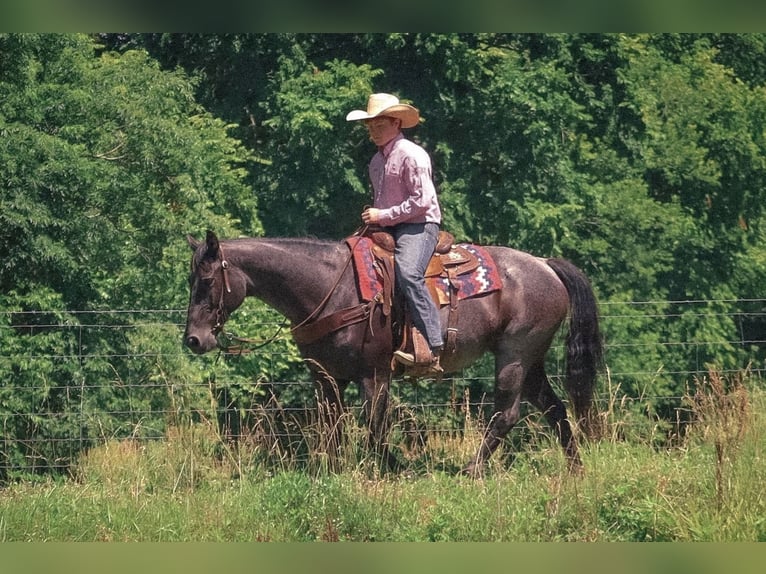 American Quarter Horse Giumenta 11 Anni 155 cm Roano blu in Culleoka, TN