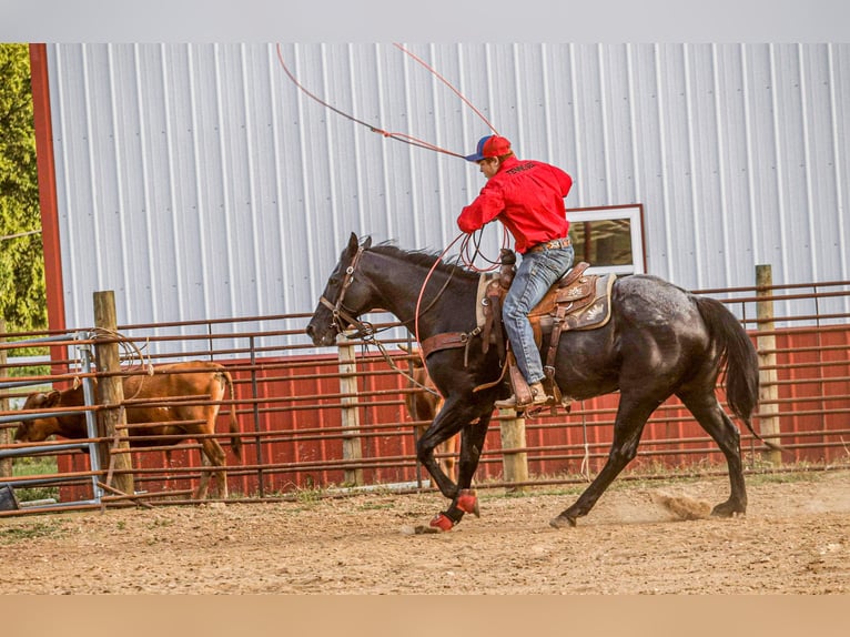 American Quarter Horse Giumenta 11 Anni 155 cm Roano blu in Culleoka, TN