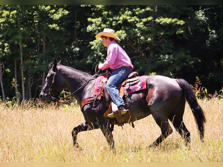 American Quarter Horse Giumenta 11 Anni 155 cm Roano blu in Culleoka, TN