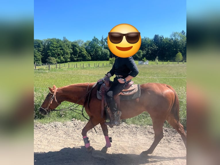American Quarter Horse Giumenta 11 Anni 155 cm Sauro scuro in Wasserburg am Inn