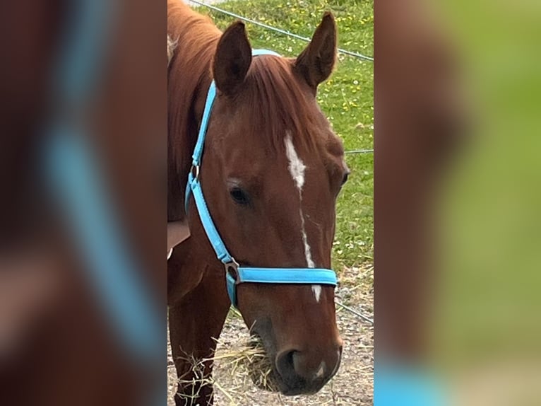 American Quarter Horse Giumenta 11 Anni 155 cm Sauro scuro in Wasserburg am Inn
