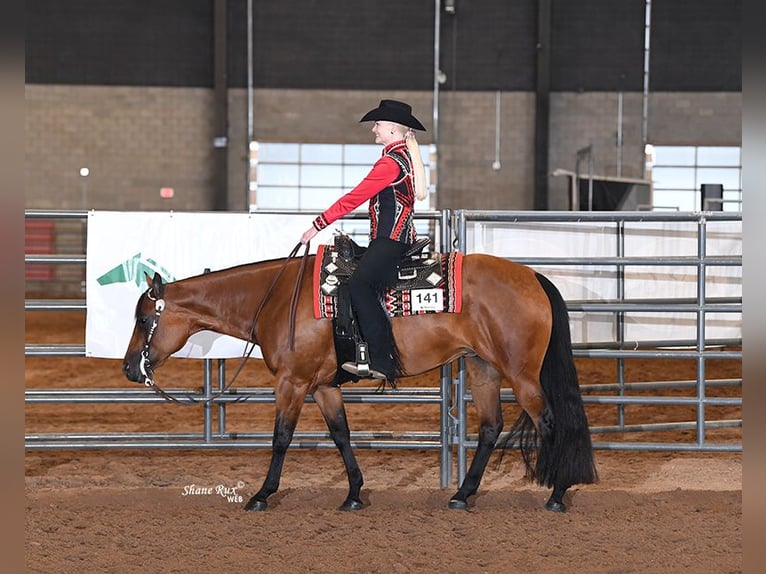 American Quarter Horse Giumenta 11 Anni 157 cm Baio ciliegia in Manvel, ND