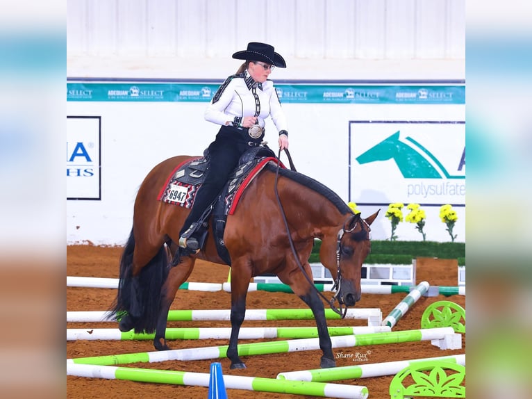 American Quarter Horse Giumenta 11 Anni 157 cm Baio ciliegia in Manvel, ND