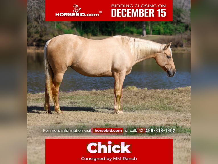 American Quarter Horse Giumenta 11 Anni 157 cm Palomino in Forney