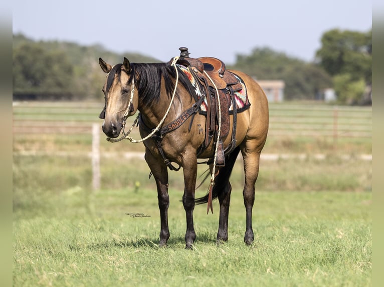 American Quarter Horse Giumenta 11 Anni 157 cm Pelle di daino in Madill