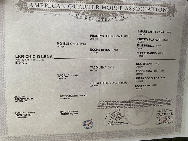 American Quarter Horse Giumenta 11 Anni 158 cm Falbo in Pudagla