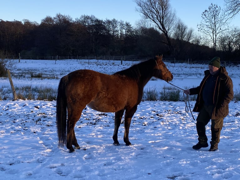 American Quarter Horse Giumenta 11 Anni 158 cm Falbo in Pudagla
