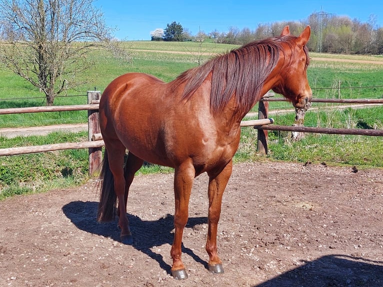 American Quarter Horse Giumenta 11 Anni 158 cm Sauro in Schöllkrippen