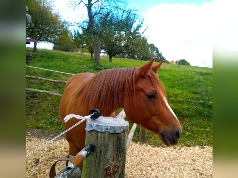 American Quarter Horse Giumenta 11 Anni 158 cm Sauro in Schöllkrippen