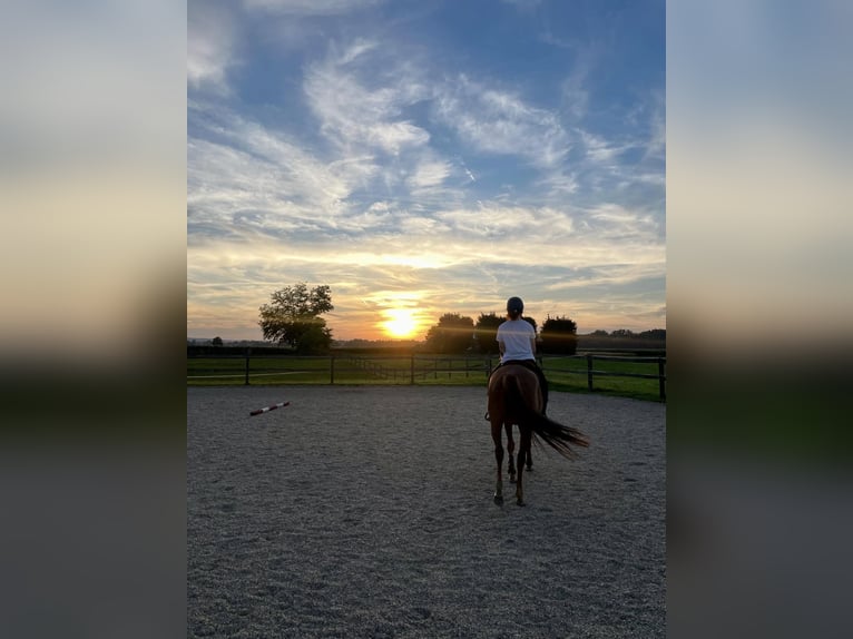 American Quarter Horse Mix Giumenta 11 Anni 158 cm Sauro scuro in Veržej