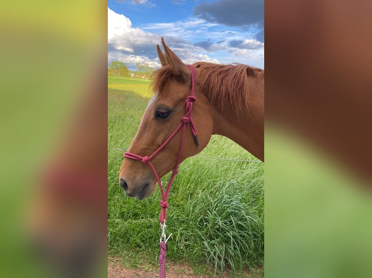 American Quarter Horse Mix Giumenta 11 Anni 158 cm Sauro scuro in Veržej