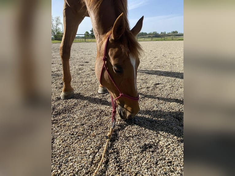 American Quarter Horse Mix Giumenta 11 Anni 158 cm Sauro scuro in Veržej