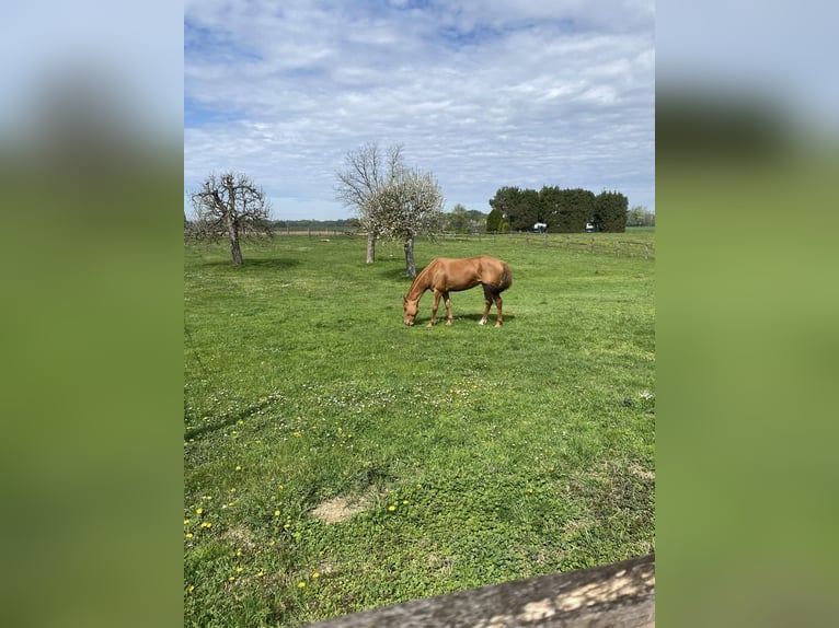 American Quarter Horse Mix Giumenta 11 Anni 158 cm Sauro scuro in Veržej