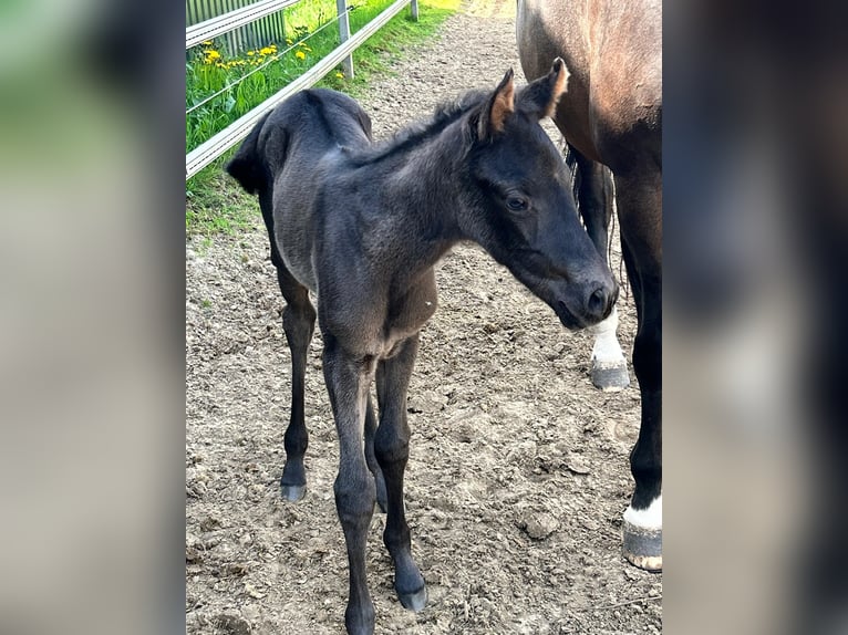 American Quarter Horse Giumenta 11 Anni 160 cm Baio in Melle