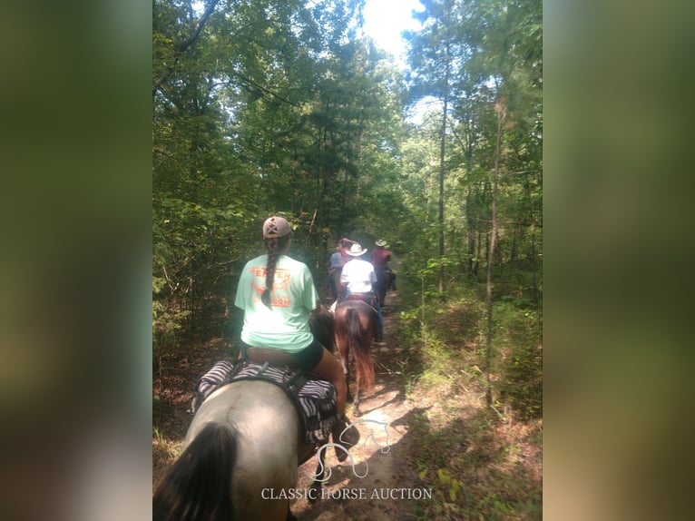 American Quarter Horse Giumenta 11 Anni 163 cm Pelle di daino in Morrilton, AR