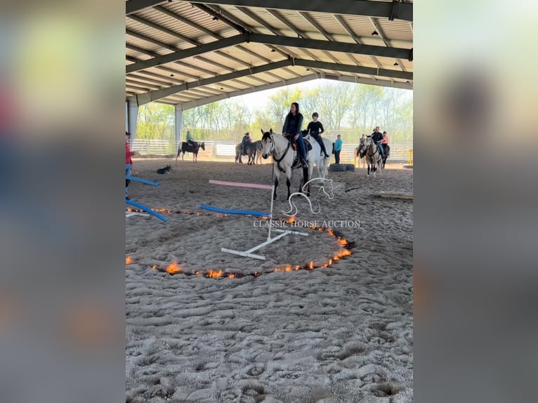 American Quarter Horse Giumenta 11 Anni 163 cm Pelle di daino in Morrilton, AR