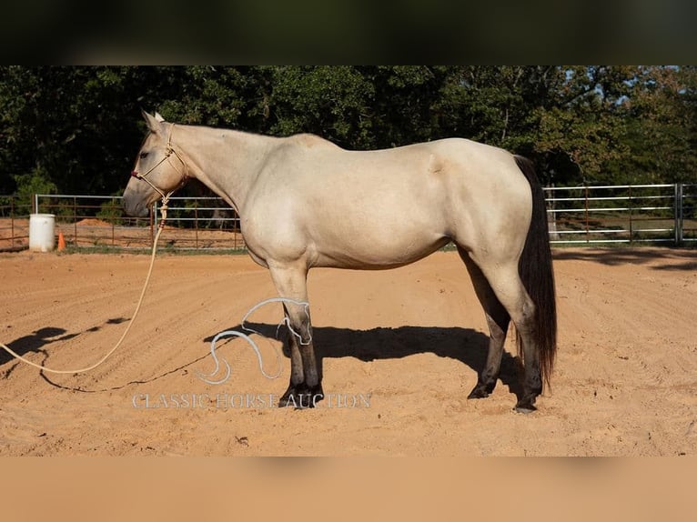 American Quarter Horse Giumenta 11 Anni 163 cm Pelle di daino in Morrilton, AR