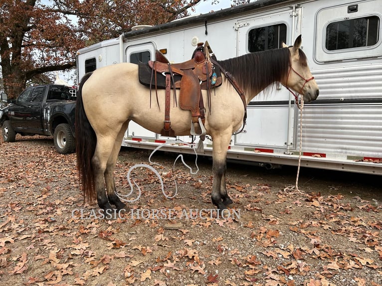 American Quarter Horse Giumenta 11 Anni 163 cm Pelle di daino in Morrilton, AR