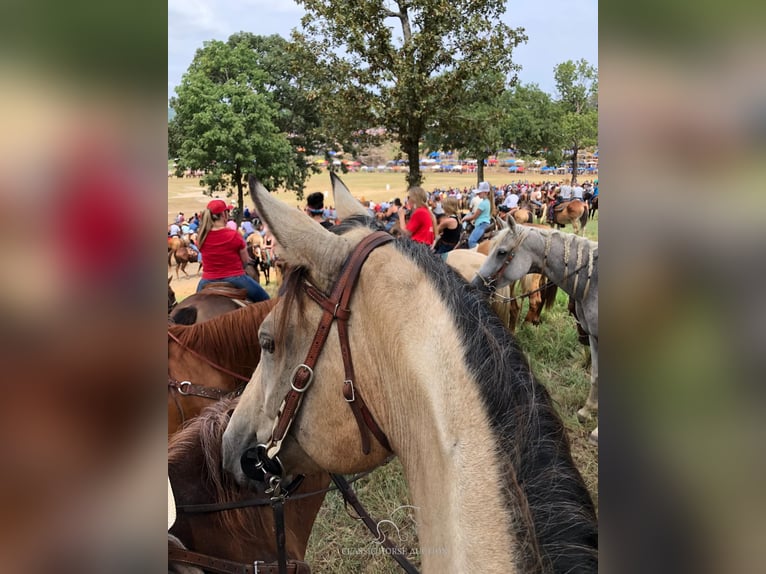 American Quarter Horse Giumenta 11 Anni 163 cm Pelle di daino in Morrilton, AR