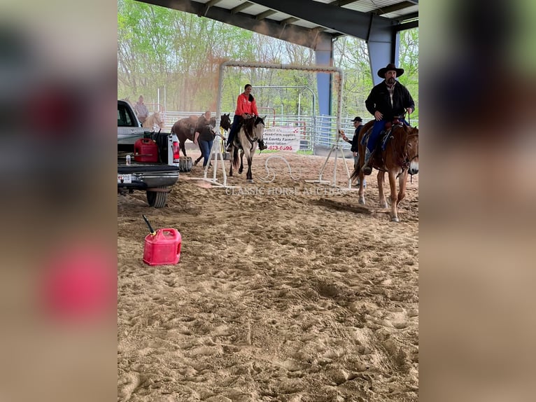 American Quarter Horse Giumenta 11 Anni 163 cm Pelle di daino in Morrilton, AR